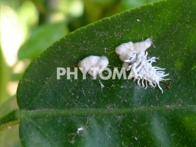 Delottococcus aberiae ( D. aberiae )